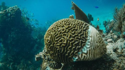 china laatste nieuws over Gassen van ontbindende mariene organismen: invloed op de kwaliteit van de kustlucht en de rol van luchtreinigers