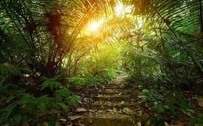 dernières nouvelles de la Chine sur La décomposition de l'humus dans les forêts tropicales: comprendre son impact sur la qualité de l'air et le rôle des purificateurs d'air