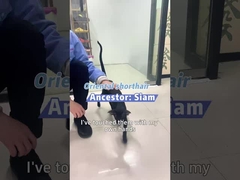 با برک نفس راحت بکشید: راه حل هوا دوستانه حیوانات خانگی شما!