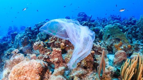 china latest news about Coral Reef Degradation: The Release of Harmful Substances and the Role of Air Purifiers in Protecting Air Quality